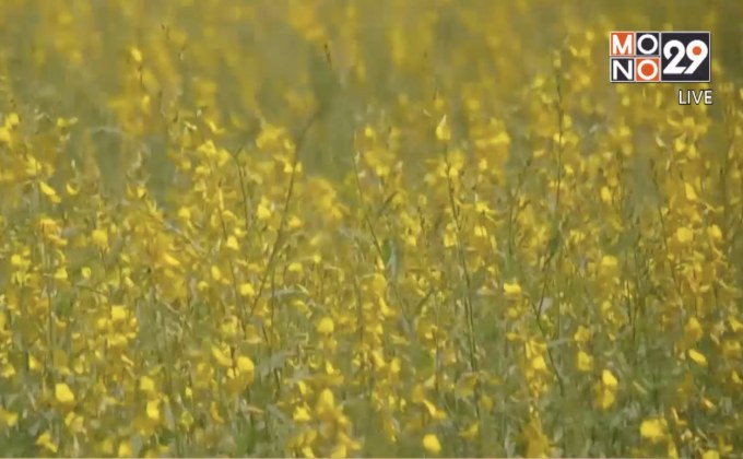 พิจิตร หันมาปลูกปอเทือง เพื่อบำรุงดิน