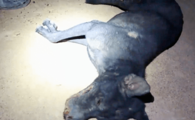 สอบทำร้ายสุนัขจรจัดในโครงการคอนโดฯ ย่านพัทยา