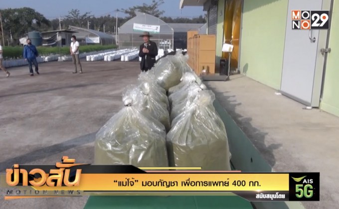 “แม่โจ้” มอบกัญชา เพื่อการแพทย์ 400 กก.