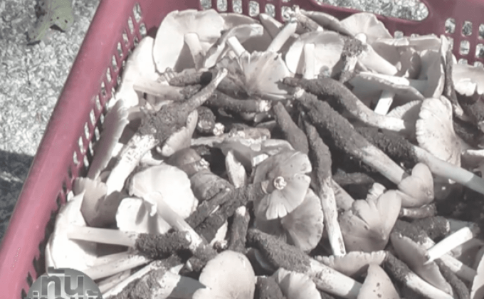 แจกบัตรคิวเข้าป่าเก็บเห็ด