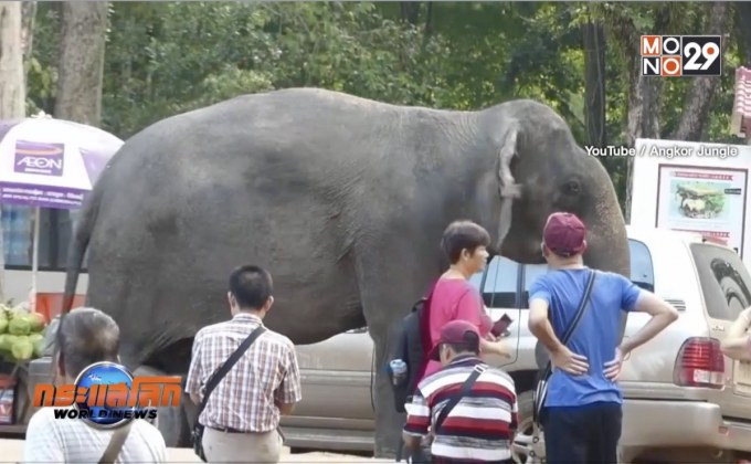 กัมพูชาเตรียมยกเลิกขี่ช้างเที่ยวนครวัดปีหน้า