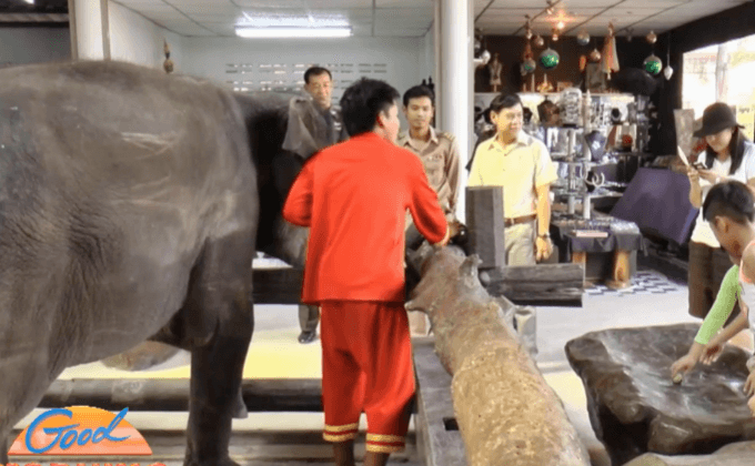 ปางช้าง จ.ราชบุรี ชี้แจงคลิปทำร้ายลูกช้าง