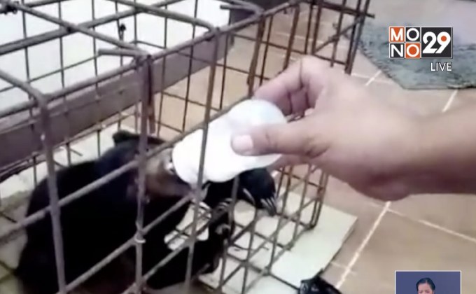 ลูกหมีป่าทับลานพลัดหลงแม่หมี