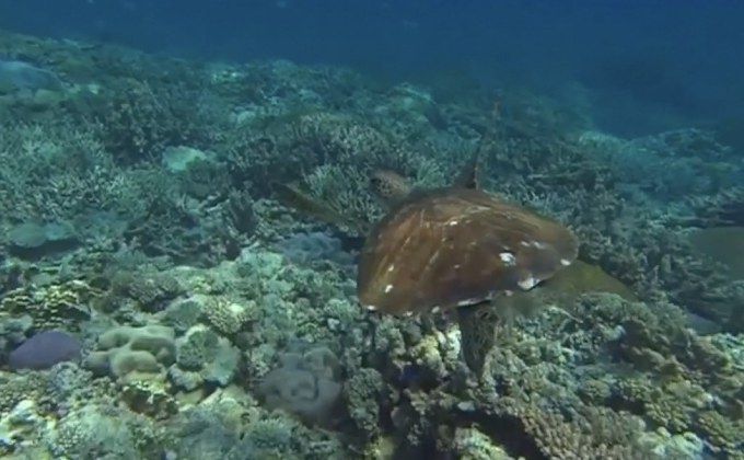 ออสเตรเลียจัดงบฟื้นฟูแนวปะการังยักษ์ 1.2 หมื่นล้านบาท