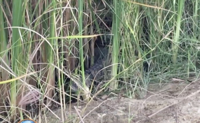 เร่งจับจระเข้หลุดบ่อกำแพงแสน 960 ตัว