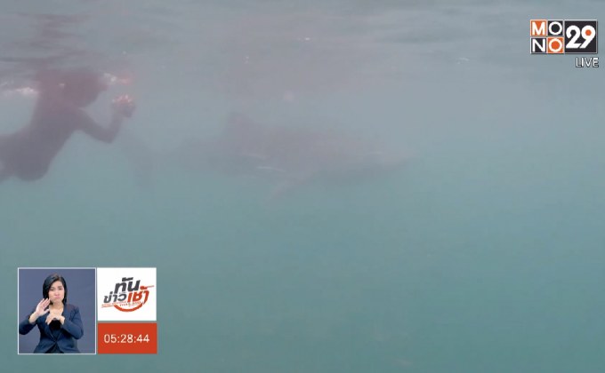 ห้ามจับ-ฆ่าฉลามวาฬ มีโทษปรับสูงสุด 3 ล้านบาท