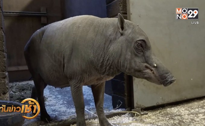 สวนสัตว์อังกฤษขยายพันธุ์หมูหายากจากอินโดฯ