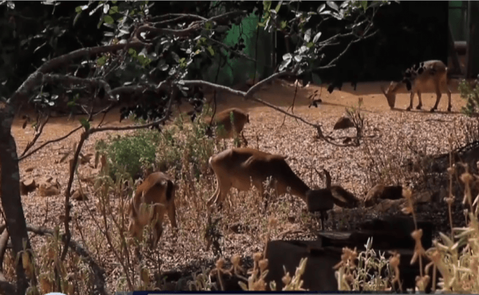 โดรนเพื่อการช่วยเหลือแพะภูเขาไอเบ็กซ์