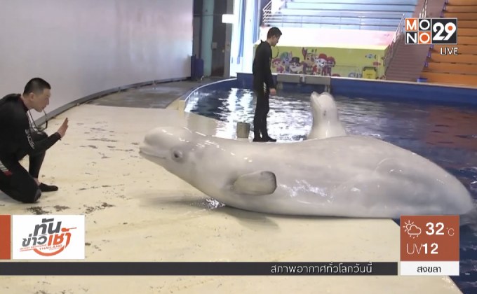 เตรียมส่งวาฬเบลูก้าไปบ้านใหม่ที่ไอซ์แลนด์