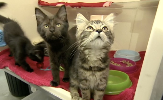 อังกฤษเตรียมแบนร้านสัตว์เลี้ยงขายลูกแมว-สุนัข