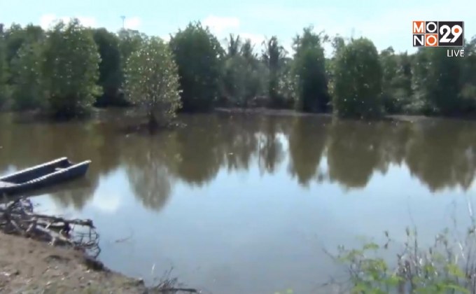 บุกรุกป่าชายเลนกลางเมืองกระบี่