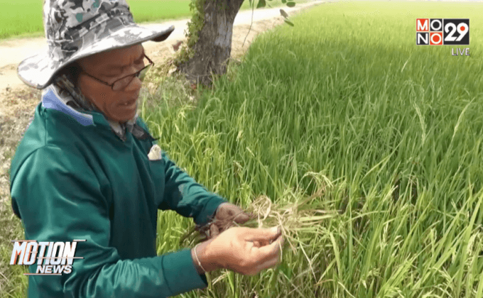 แมลงบั่วระบาดนาข้าวเสียหาย