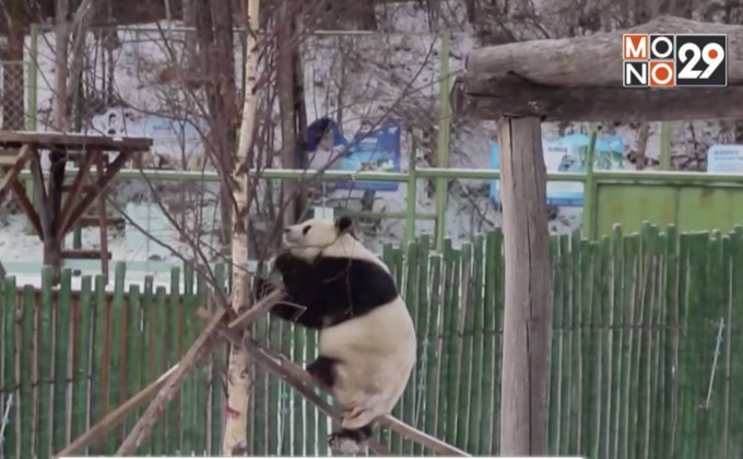 แพนด้ายักษ์ในจีนเล่นหิมะ