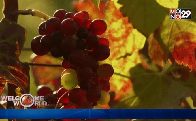 ไร่องุ่นในเมียนมา