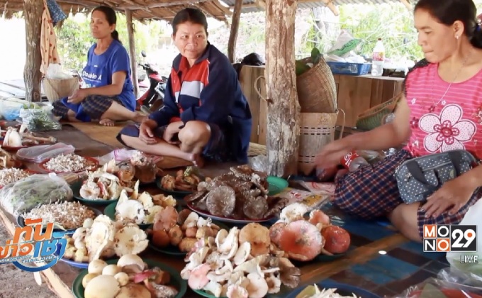 จ.อำนาจเจริญ ตลาดเห็ดป่าคึกคัก