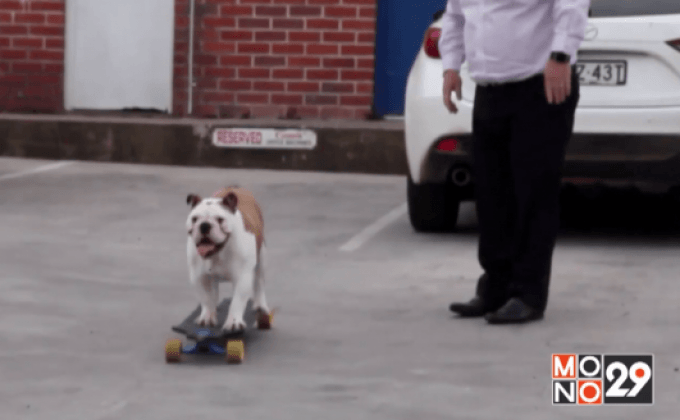 “บลูด็อก” แสนรู้เล่นสเก็ตบอร์ด