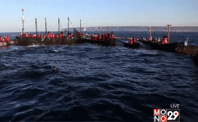 “อัลมาดราบา” เทคนิคการจับปลาดั้งเดิมของสเปน