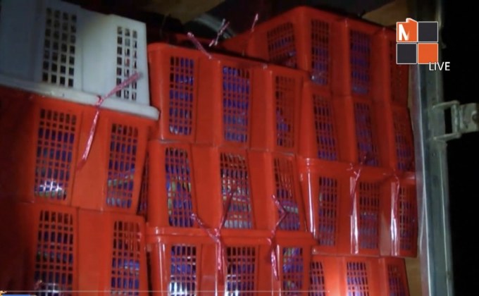 จับ 2 ผัวเมียขนงูเห่ารอส่งขายข้ามโขงให้เพื่อนบ้าน