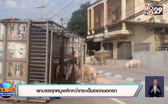 รถบรรทุกหมูพลิกคว่ำกระเด็นออกนอกรถ