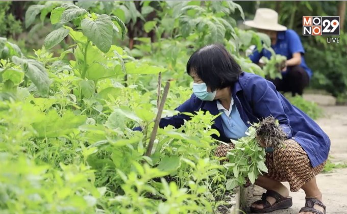 พช. ปลูกผักสวนครัว เพื่อสร้างความมั่นคงทางอาหาร จ. ตาก