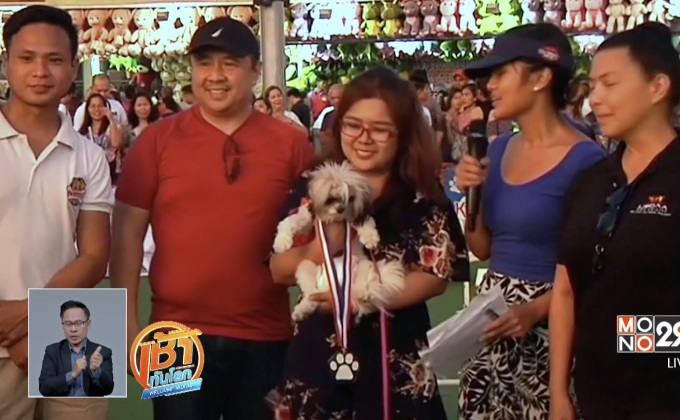 แข่งขันกระโดดน้ำสุนัขที่ฟิลิปปินส์