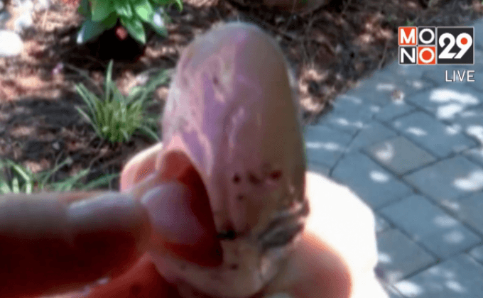 ลูกฉลามหล่นจากฟ้า ใส่บ้านในรัฐเวอร์จิเนีย