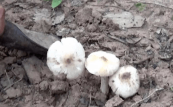 เตือนเก็บเห็ดหน้าฝนเสี่ยงมีพิษถึงตาย