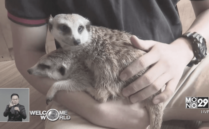 คาเฟ่สัตว์เลี้ยงในเอเชีย