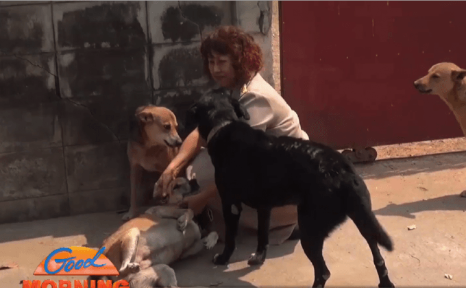 ครูใจบุญแบ่งเงินเดือนซื้ออาหารเลี้ยงสุนัขจรจัด กว่า 15 ปี