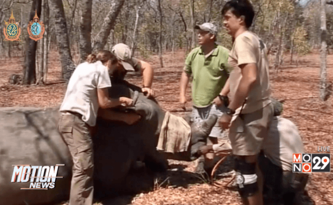 แรดในทวีปแอฟริกาถูกล่าอย่างต่อเนื่อง