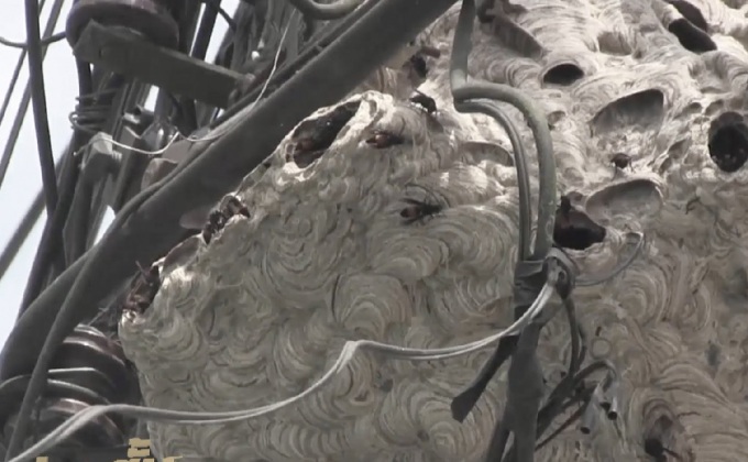 ต่อหัวเสืออ่าวนางอาละวาดต่อยนักท่องเที่ยวจีน