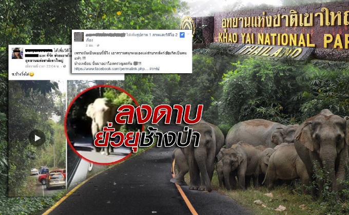 ลงดาบยั่วยุช้างป่า