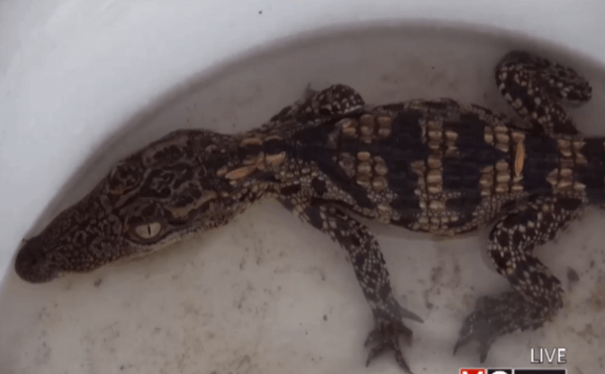 พบลูกจระเข้ในคลองชลประทาน จ.ชลบุรี