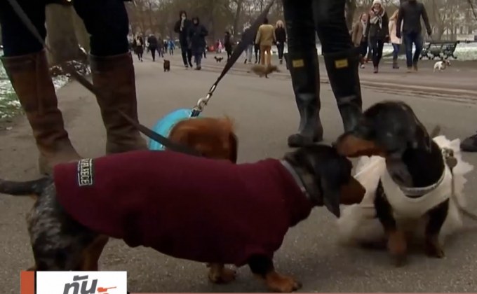 กิจกรรมพาสุนัขไส้กรอกเดินเล่นในอังกฤษ