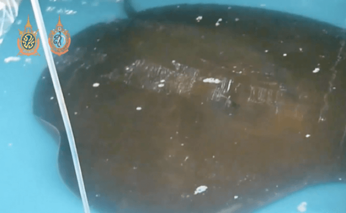 แพทย์ระบุกระเบนราหูตายเพราะรับสารพิษ