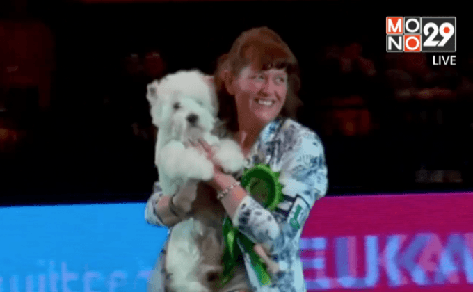 สุนัขพันธุ์ เวสตี้ ชนะการประกวดสุนัขในอังกฤษ