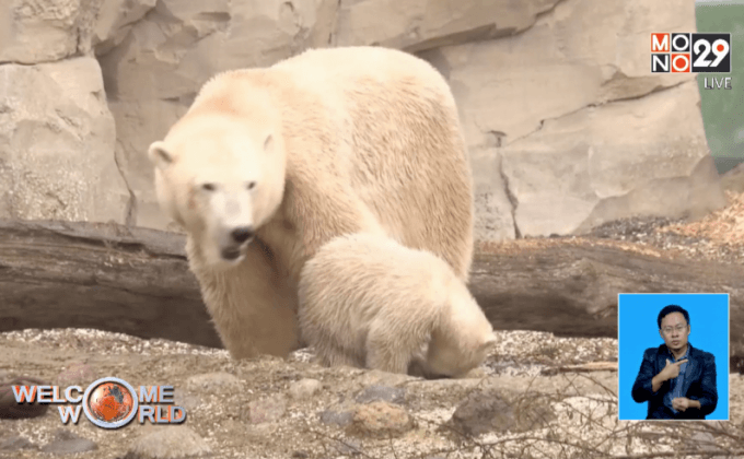 สวนสัตว์เยอรมนีเปิดตัวลูกหมีขาววัย 4 เดือน