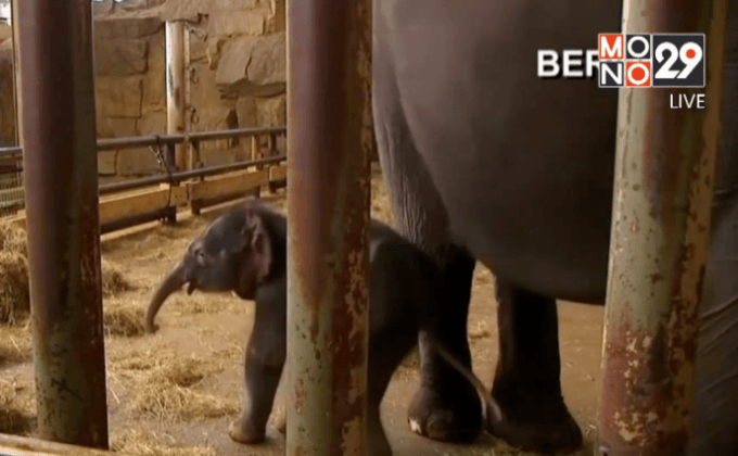 สวนสัตว์ในเบอร์ลินต้อนรับลูกช้างเกิดใหม่