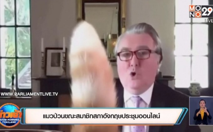 ​แมวป่วนขณะสมาชิกสภาอังกฤษประชุมออนไลน์