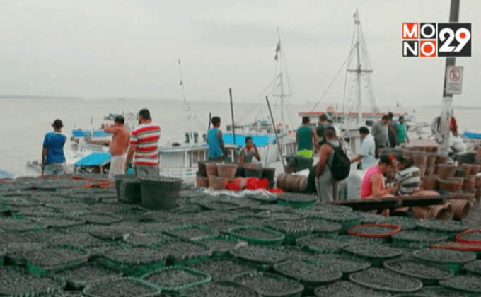 อาซาอี “ซูเปอร์ฟรุ๊ต” จากบราซิล