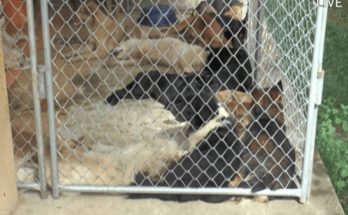 เจ้าหน้าที่เข้าดูแลสัตว์เลี้ยงถูกขังลืมในบ้าน