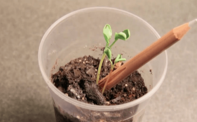 ดินสอสำหรับปลูกต้นไม้