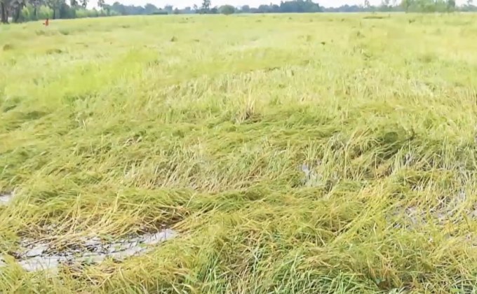 อากาศแปรปรวน นาข้าว จ. ศรีสะเกษเสียหาย