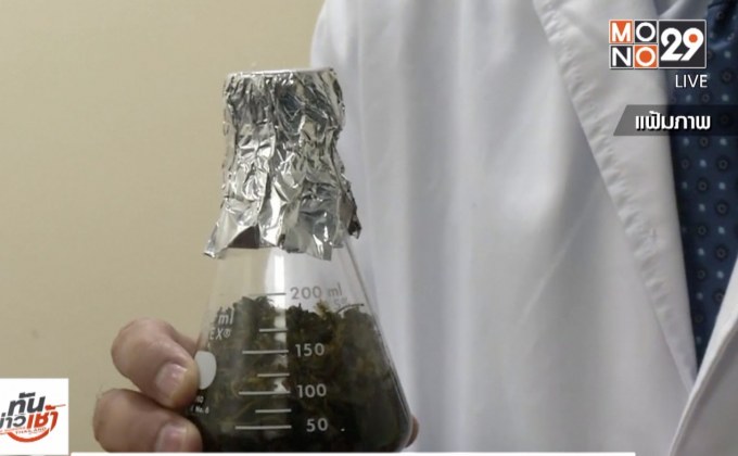 กรมแพทย์แผนไทยฯ เสนอคลายล็อกกัญชา 4 ตำรับยา