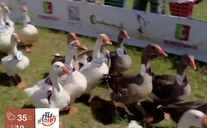 แข่งไล่ห่านในเทศกาล “ซาบานตัว”