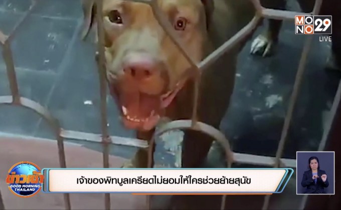 เจ้าของพิทบูลเครียดไม่ยอมให้ใครช่วยย้ายสุนัข