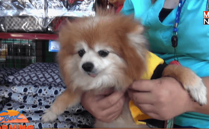 เสื้อกันหนาวสุนัขคึกคักรับลมหนาว