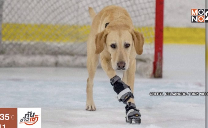 สุนัขจรกลายเป็นดาวเด่นบนลานน้ำแข็ง