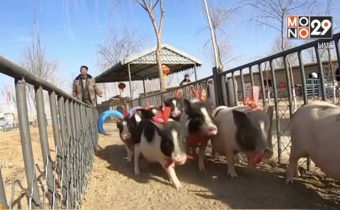 ฟาร์มจีนเตรียมจัดแข่งวิ่งหมูรับปีกุน