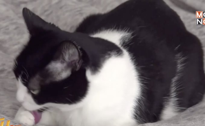 นักวิจัยหวังสร้างอุปกรณ์ใหม่ๆ เลียนแบบลิ้นของแมว